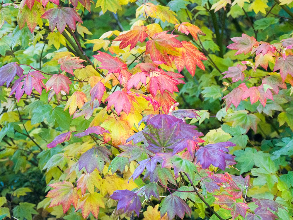 USA-Washington State-Kittitas County. Vine maple with fall colors.